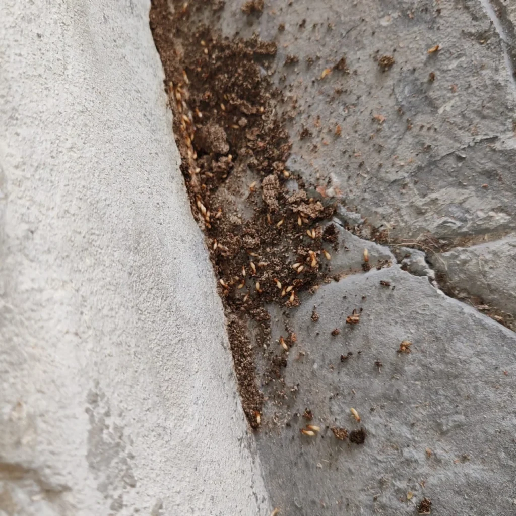 Actividad de termitas en una esquina de pared con acumulación de tierra.