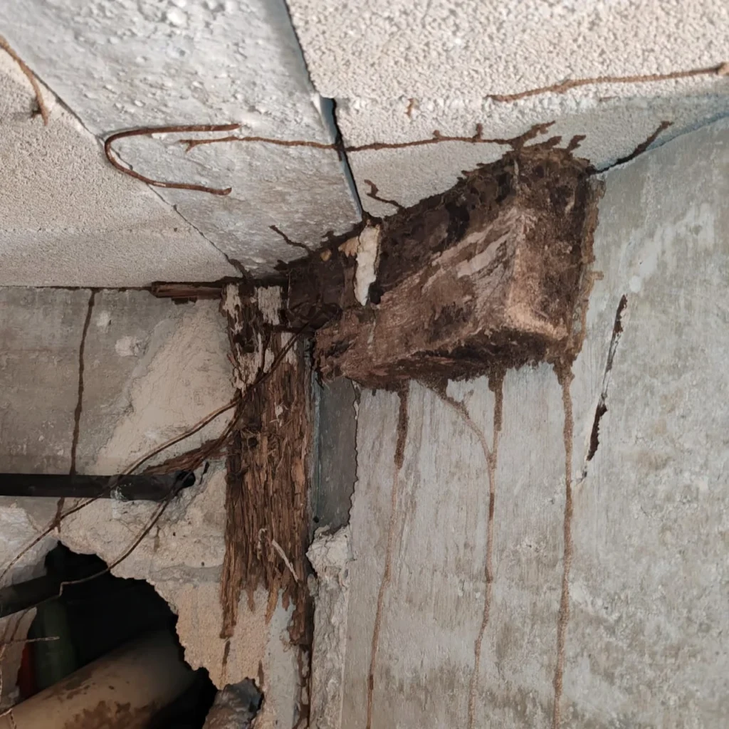 Daño estructural severo por termitas con madera expuesta en techo.
